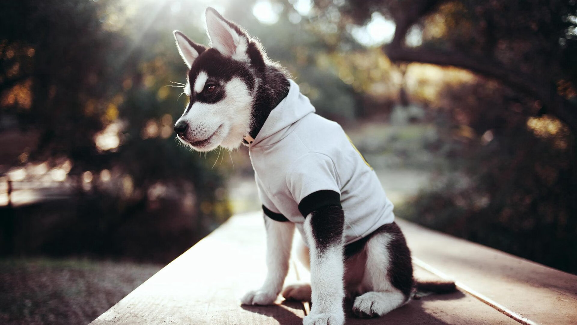 _运动员公益走:传递健康与爱心_,有哪些运动员做过公益