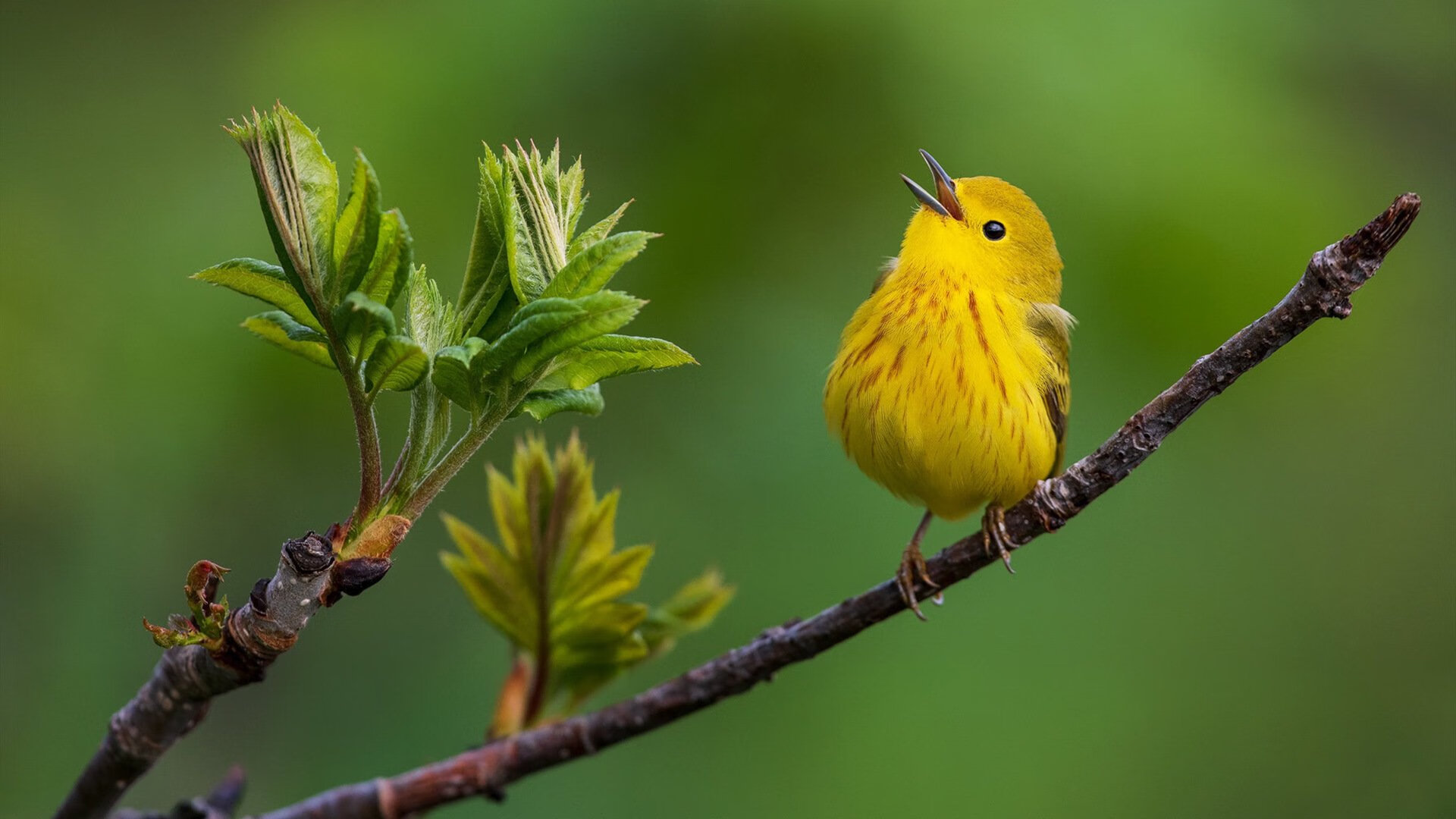 电竞选手如何维护自身形象:言行谨慎与积极阳光,电竞选手的自我修养