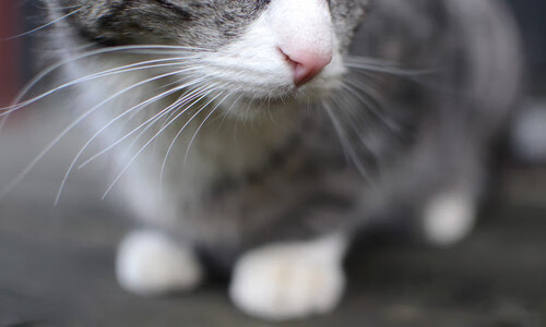 爱游戏体育平台-《库里三分球命中率低迷，勇士进攻受限》，勇士库里三分最多的一场