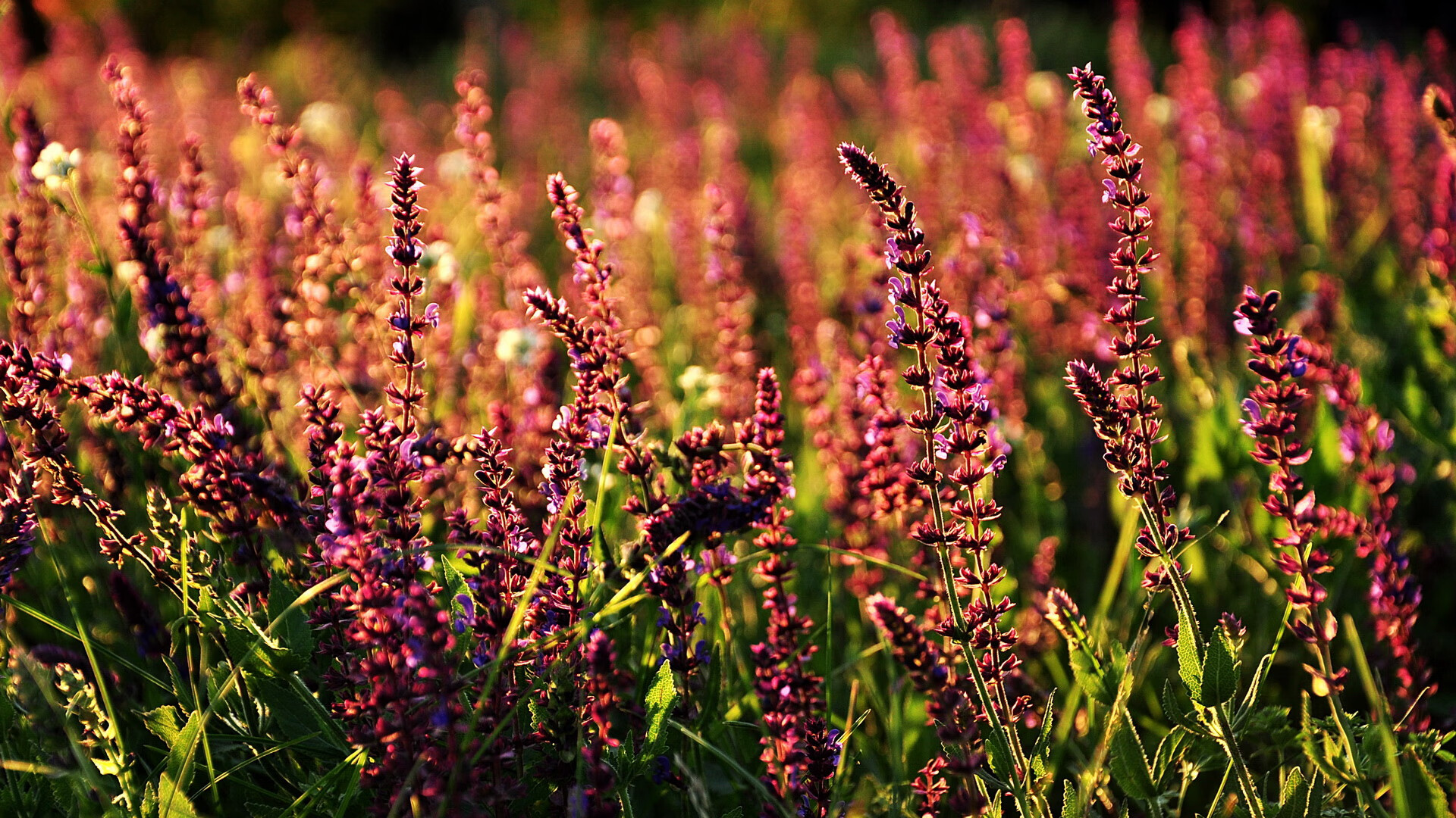 爱游戏体育app-昂热中场球员展现技术优势，成为比赛中的支柱，昂热对里尔聚胜顽球汇