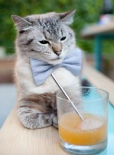 澳大利亚豪门再次挑战国际对手,实力大比拼,澳大利亚土豪travers