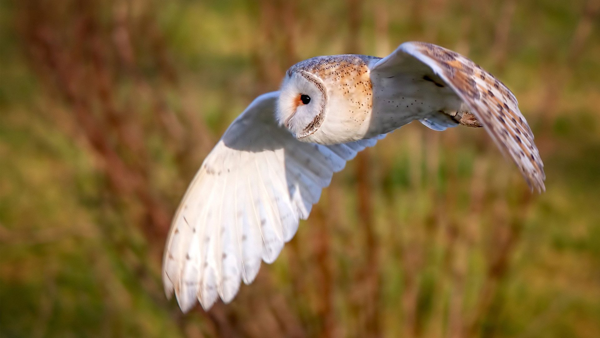 精妙配合下球队实力逐渐展现,精彩对决悄然上演,精彩配合进球