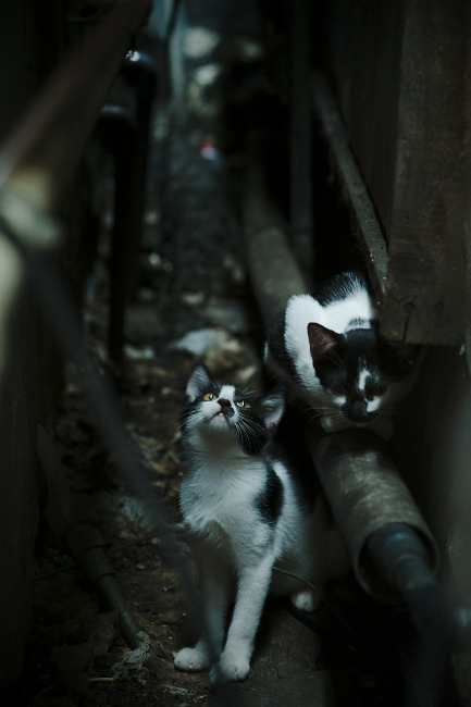 美国女足在巴黎奥运会比赛中以2-0战胜日本,奥运会美国女足比分结果