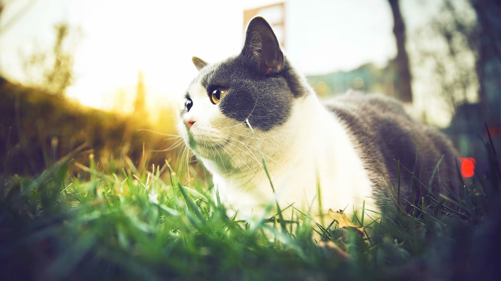 德甲青训中心引入视觉-运动协调测试评价空间感知能力,德甲青训排名