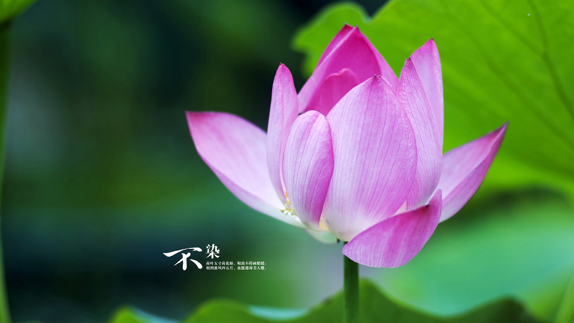 100米自比赛节奏曲线详解,100米身体运动节奏