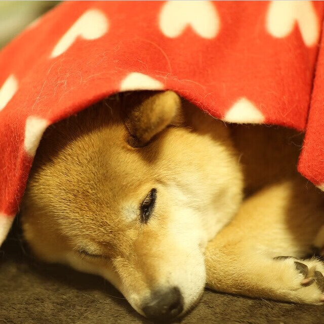 中小学篮球比赛观摩机制启动为体教融合搭建常态桥梁,中小学生篮球比赛方案