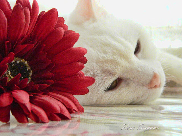 国际俱乐部友谊赛中国举办,促进交流互鉴,国际友谊赛有啥用