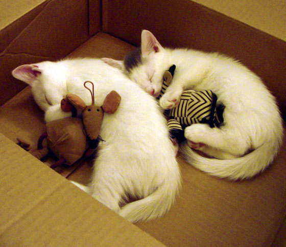 AYX官网-王嘉男再夺冠军跳远大奖赛，跳远王佳楠个人资料