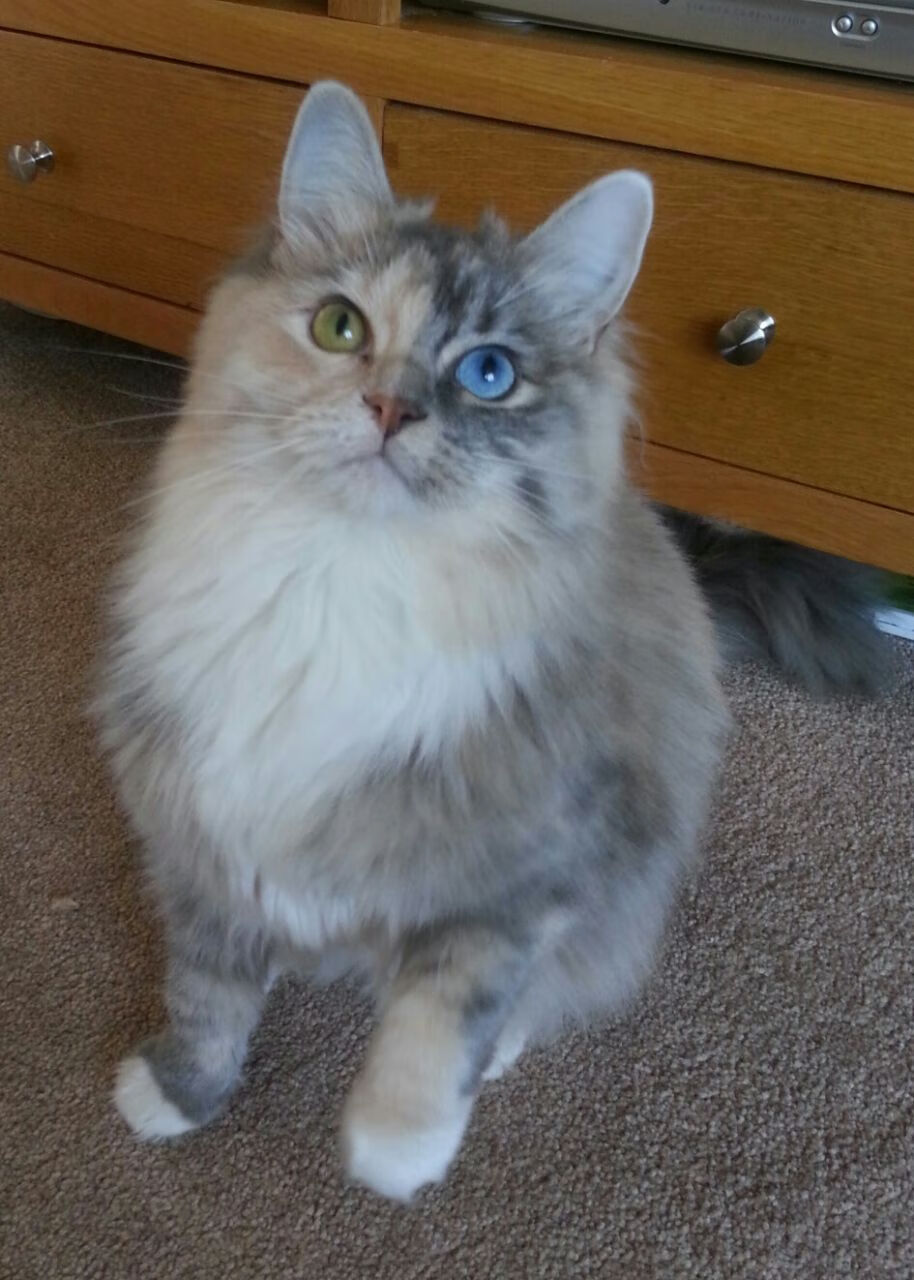 美国队赛后感谢团队协作与支持,美国参赛队