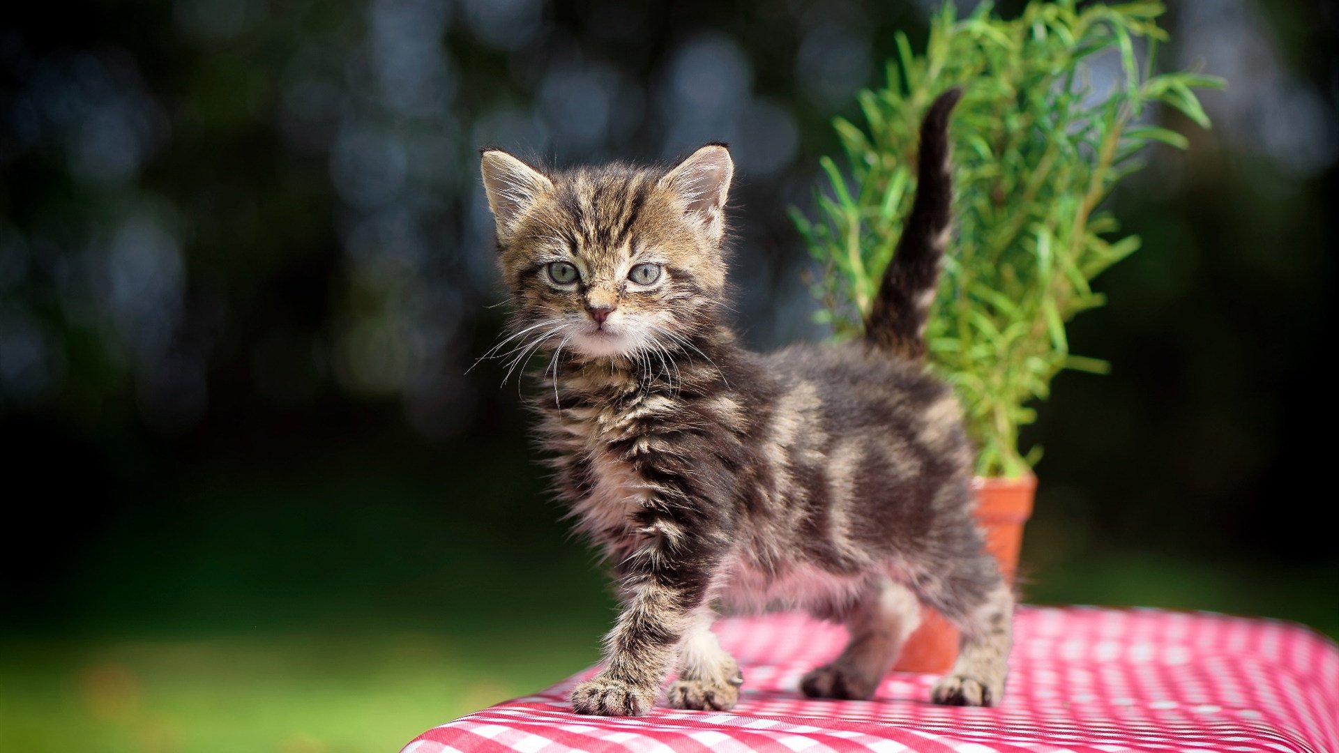 英超升班马生存关键因素,英超升班马是什么意思