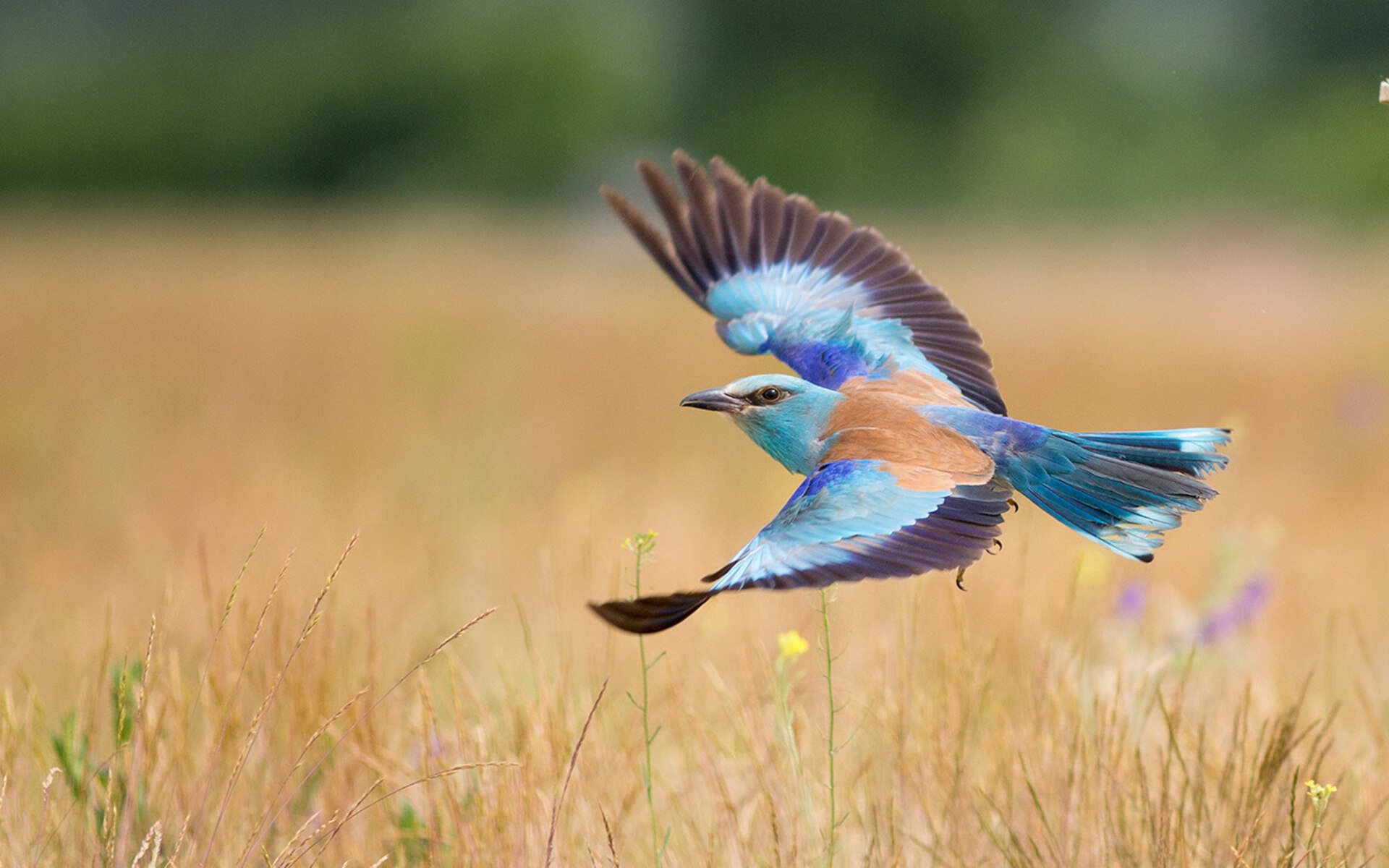 赛事志愿者招募启动,赛事服务体系全面铺开,赛事志愿者的职责