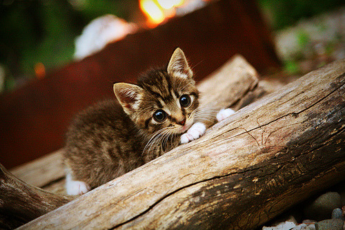 高校篮球推行科学训练周期强化体能恢复,高校篮球运动训练中核心力量训练的作用
