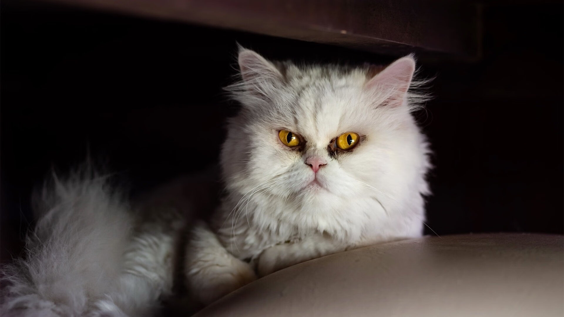 黄蜂控卫连续三天命中率突破八成状态火热，黄蜂控卫是谁